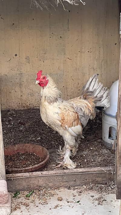 buff hens trio egg laying