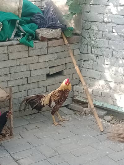 bahot zubarist mirga ha