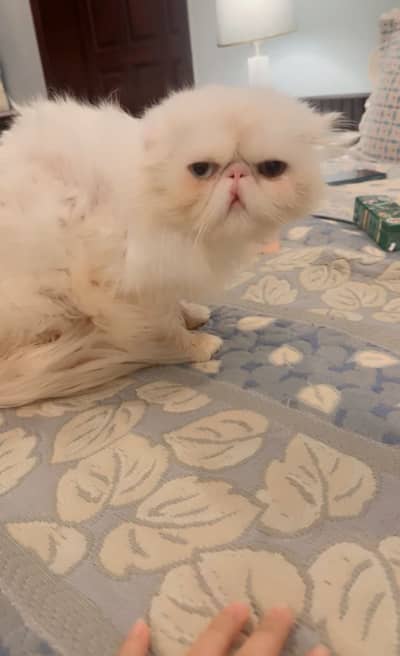 Pure persian extreme punch face looking for his forever home