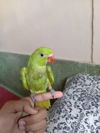 green ringneck & conure parrot