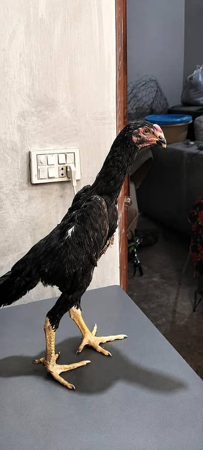 black O shamo for sale
