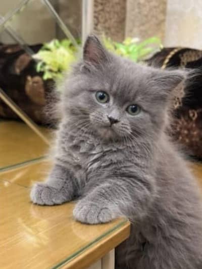 Kitten for sale