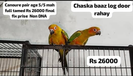 Sun canoure patho ka pair Non DNA