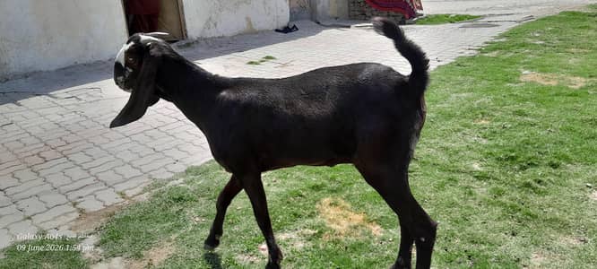bakri path 1.5 month gabban