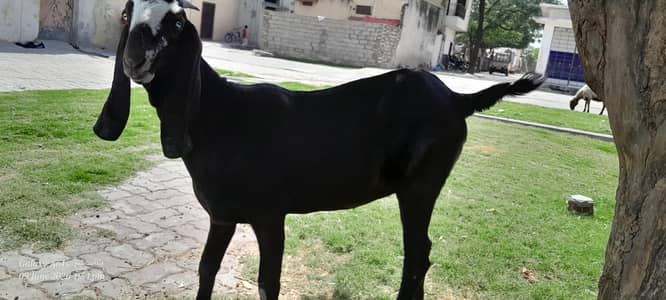 SALE SALE SALE CHOOSE THE GOAT AND PRICE Is reasonable