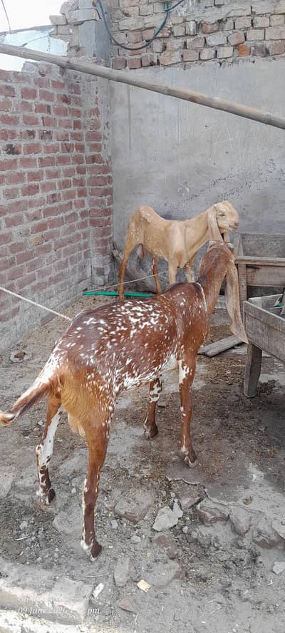 SALE SALE SALE CHOOSE THE GOAT AND PRICE Is reasonable