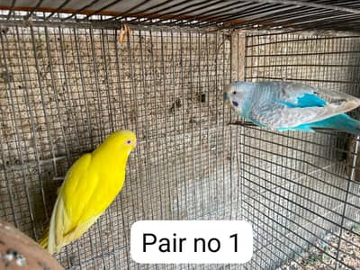 buggie pairs