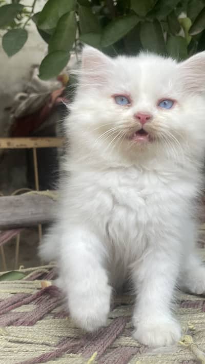 Persian triple coated kittens with good health and beautiful hairs