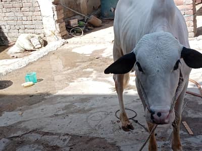 kheera  hathy 2 year ayge