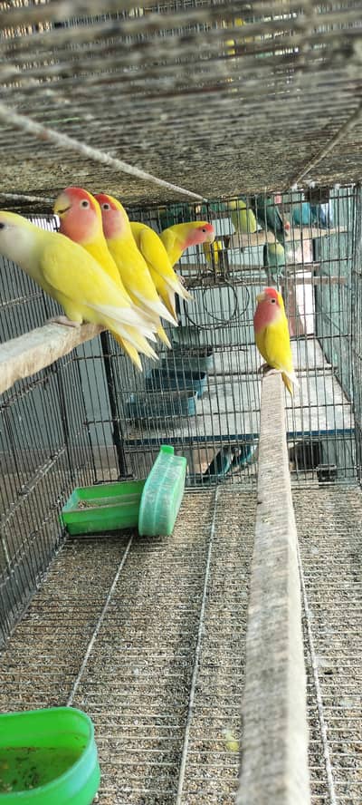 love birds all breeder pairs 70