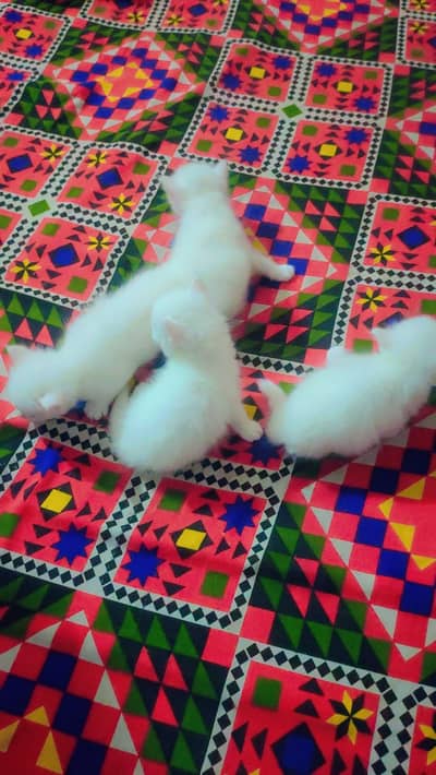 I want to sale percian cat childrens