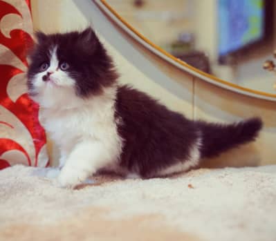 pike face punch face kittens / Persian kittens/ Triple coated