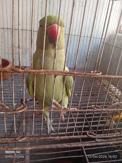 Green Ringneck Talking Parrot