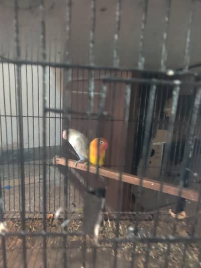 family and pair full setup cage every everything