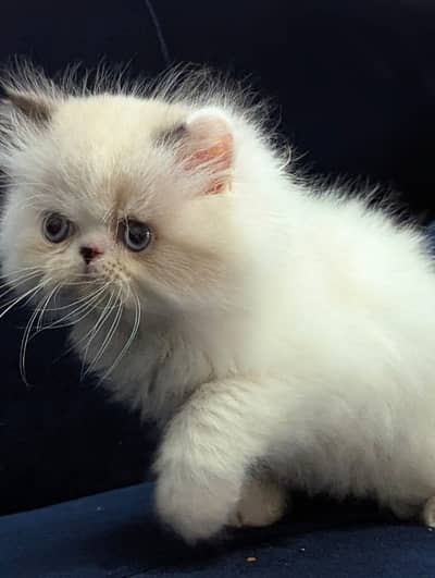 Persain kittens/ triple coated / fluffy / semi punch face kittens