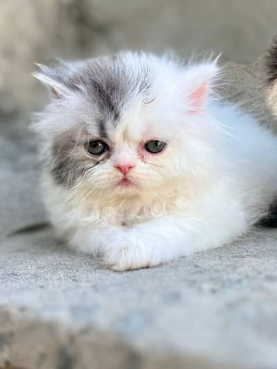 Persain kittens/ triple coated / fluffy / semi punch face kittens