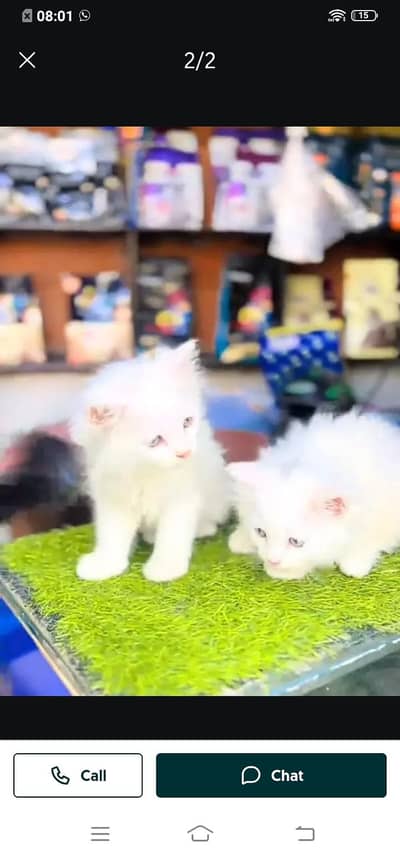 Persian cat for sale Mel aur female WhatsApp03314372136