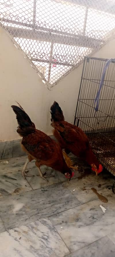 Desi Misri Murghi and Murgha Pair