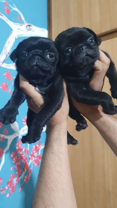 Premium quality pug puppies for sale