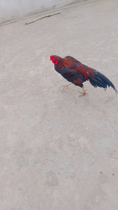 Desi Murgha Murghi Pair - Anday Denay Wala Jora - Rawalpindi