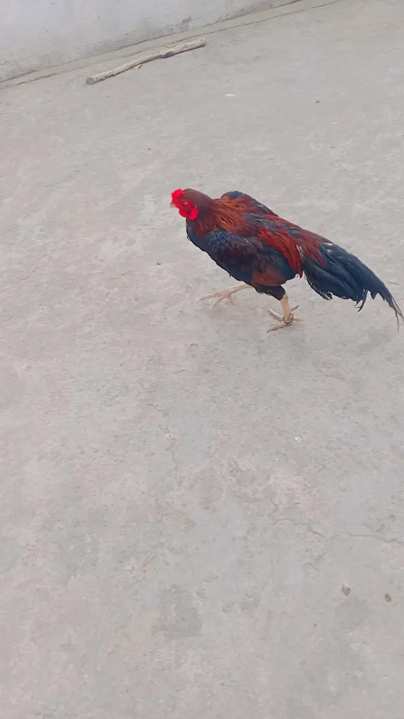 Desi Murgha-  - Rawalpindi