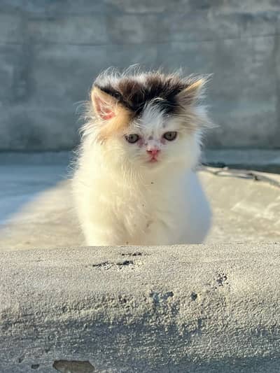 pike face punch face kittens / Persian kittens/ Triple coated