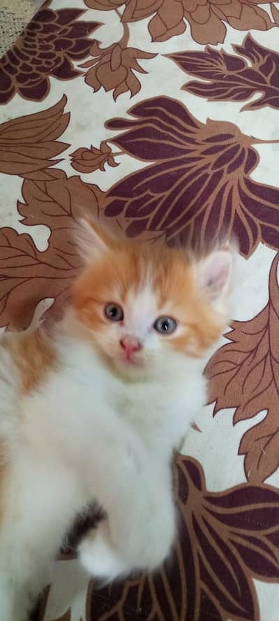 kitten for sale