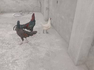 Haseeb Pair for sale on chakri road rawalpindi