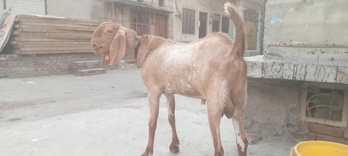 bakra 0