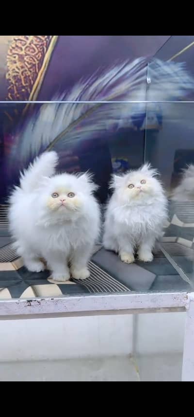 Quality Persian Punch face cat & kitten is03194866952Whatsapp