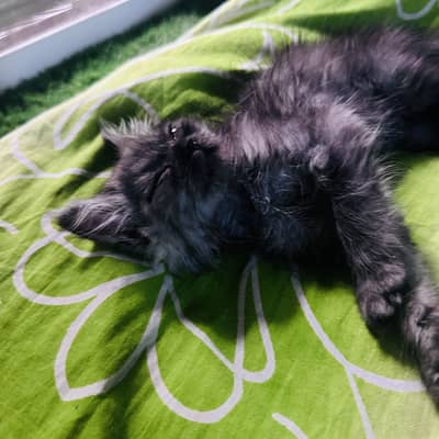 Persian kitten