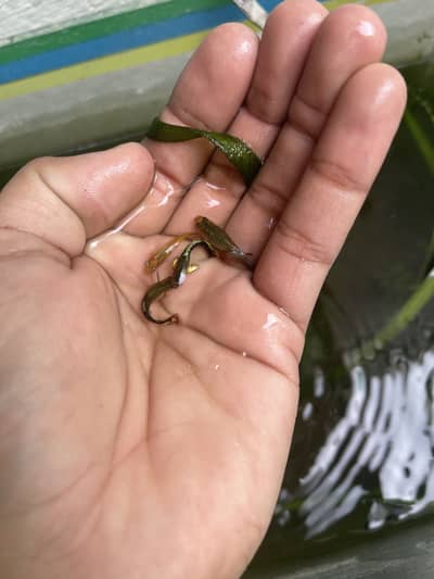 Male and female exotic guppy fish female fully loaded