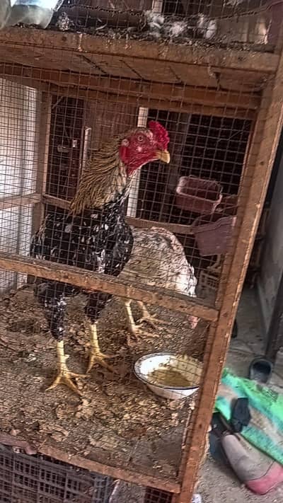 Aseel Trio For Urgent sale