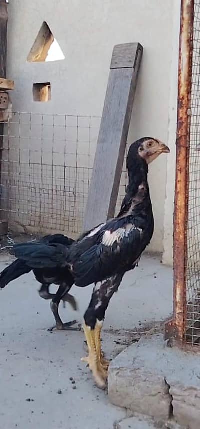 Quality aseel birds available