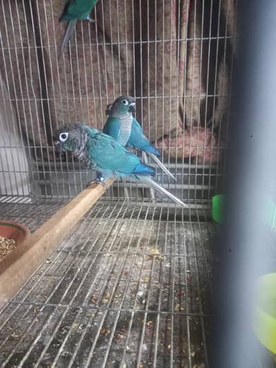 Blue turquoise/torqouise bf bc conures males available/parrots