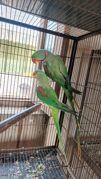 Raw Brider Pair For Sale