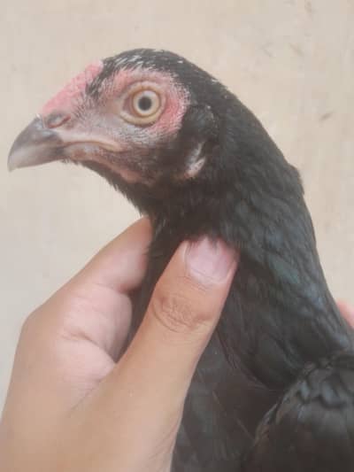 Aseel madi