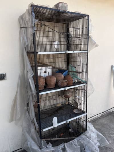 Birds Cage