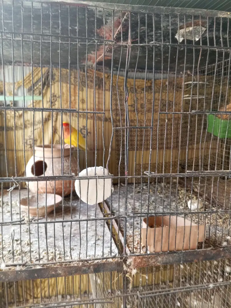 love bird — photo 2