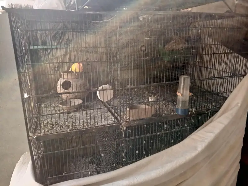 love bird — photo 4