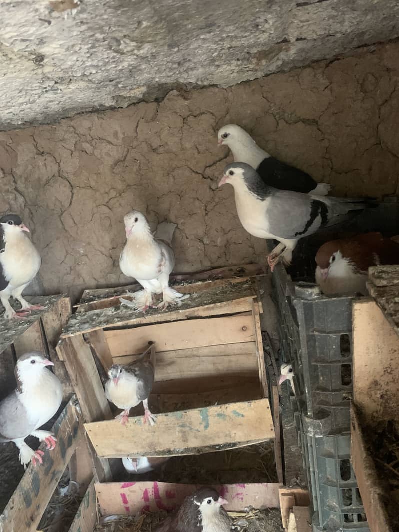 Fancy pigeon 0