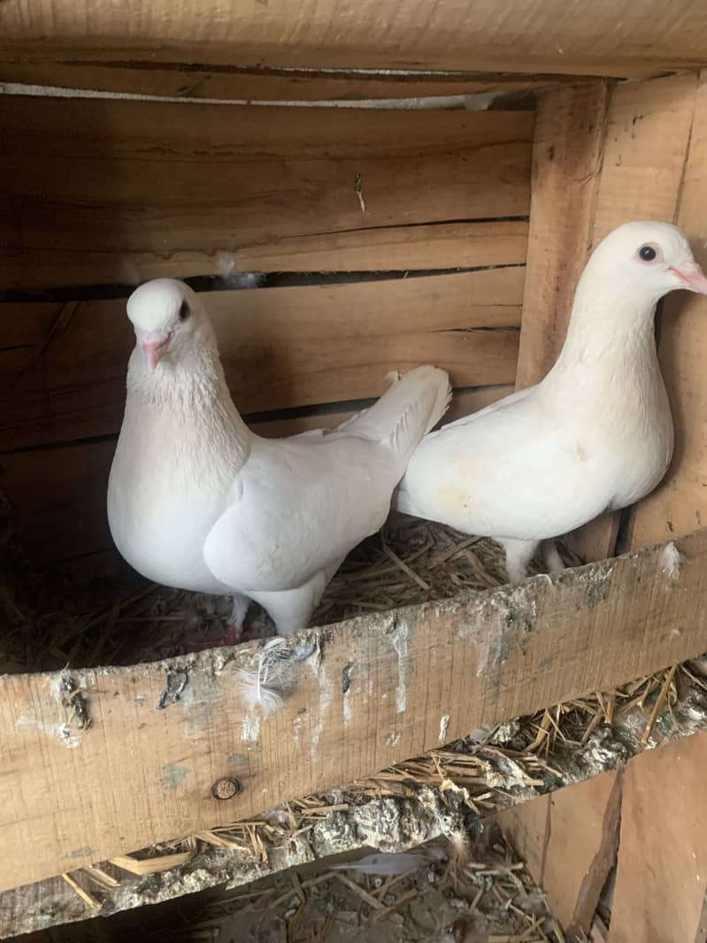 Fancy pigeon 1