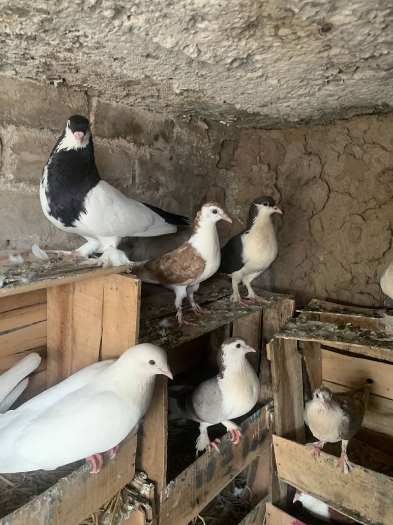 Fancy pigeon 2