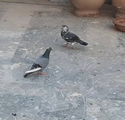 pigeon pair 8oo
