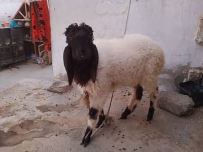 Dumba (Female) 3 to 4 Months