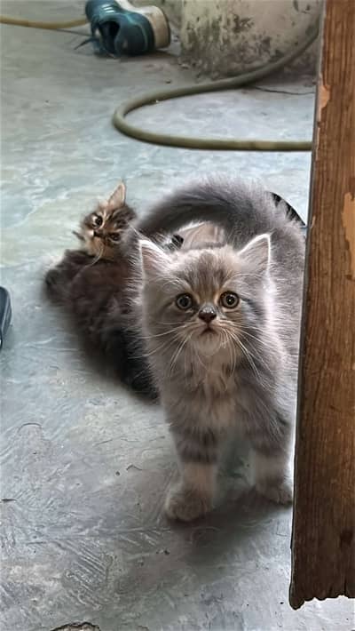 Kittens