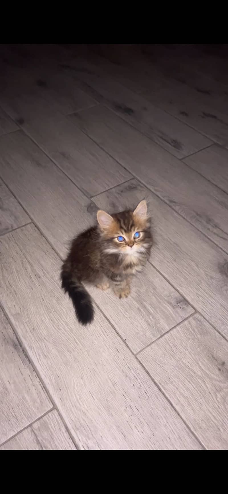 Kittens 1