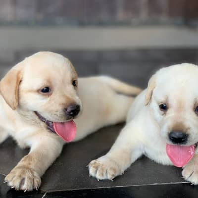 labrador puppise 03151466500
