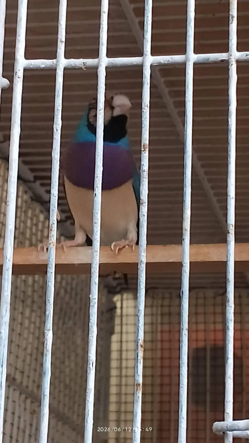 lady gouldian for sale — photo 12