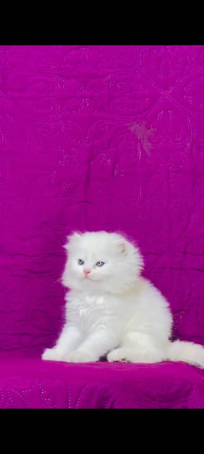 pure Persian cats vaccinated triple coated/WhatsApp 03254583038